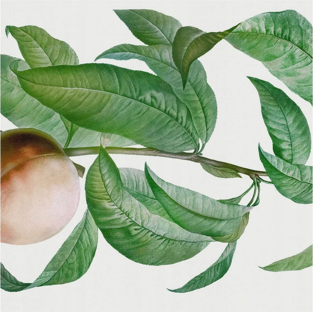 Fali fotótapéta előszoba konyhába Érett őszibarack 250x250