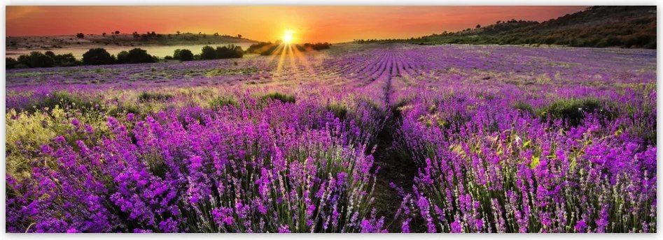 Fotótapéta flizelina 624x219 Levendula mező Nyugat