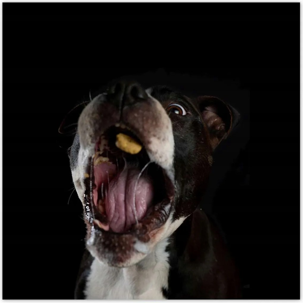 Poszterek 100x100 Amstaff Evés Kutya