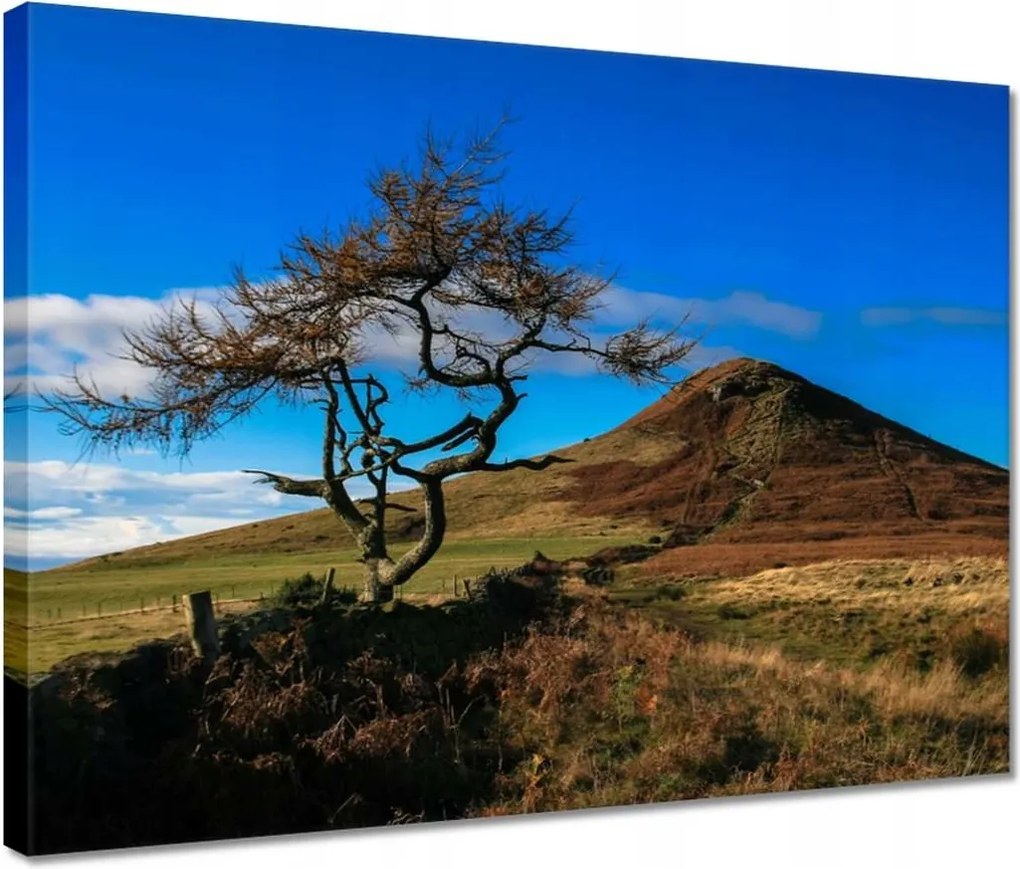 Vászonkép 40x30 Elpusztíthatatlan fa