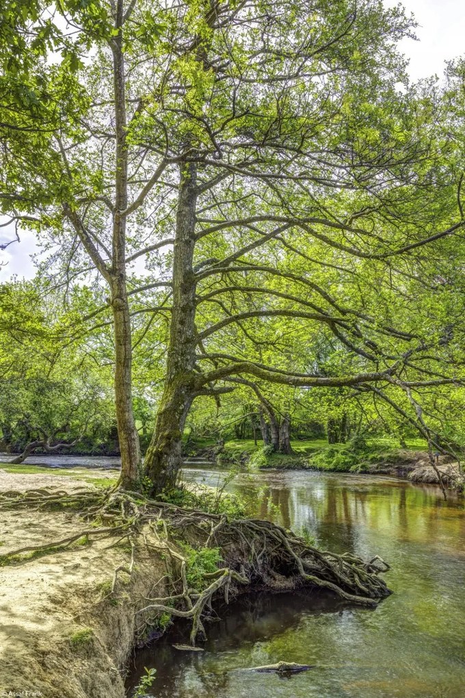 Poszter 20x30cm Tó az erdőben 2, Assaf Frank