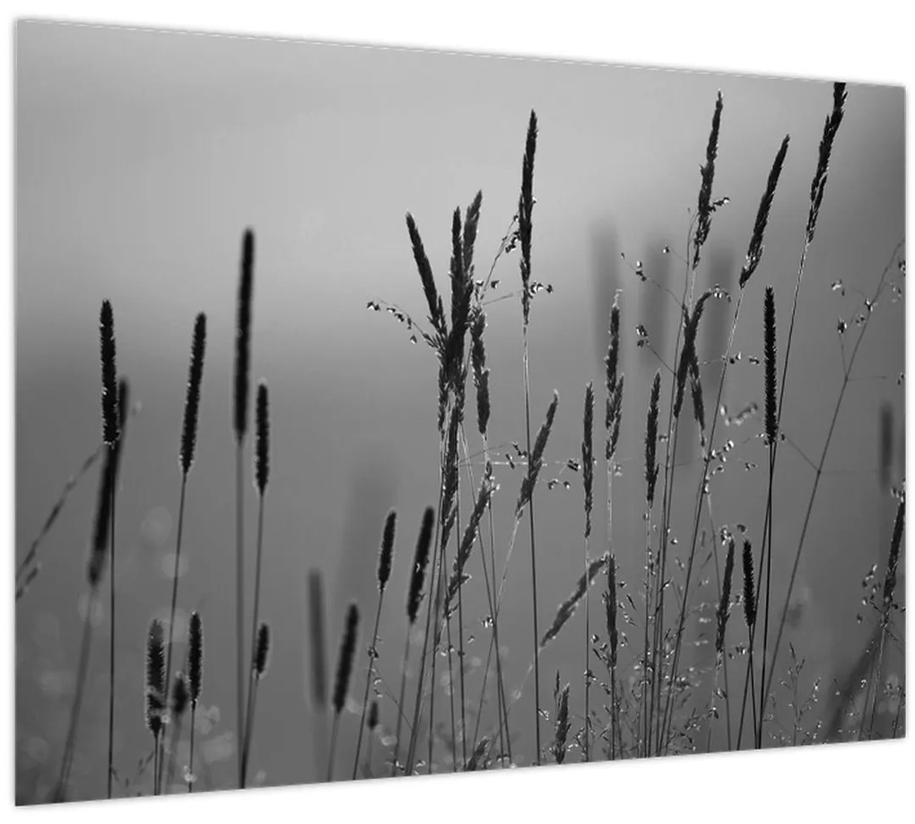 Kép - Fűszálak (70x50 cm)