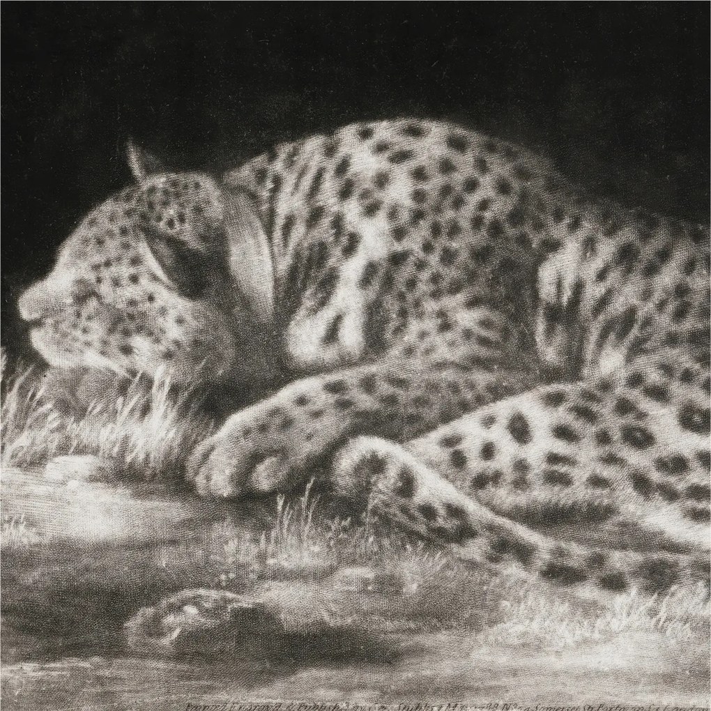 Fotótapéta Flizelin Dekoratív Hálószoba Leopárd Pihenő 250x250