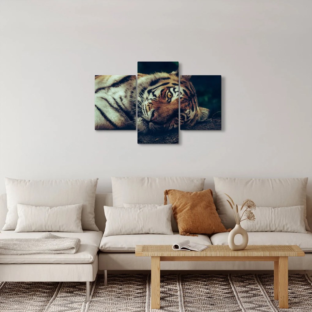 Kép - Szibériai tigris (90x60 cm)