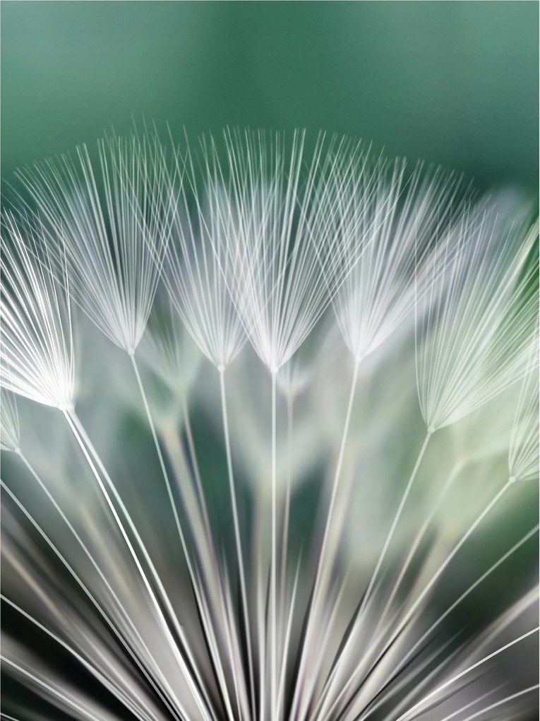 Fotótapéta virágok pitypang virág 184 x 254