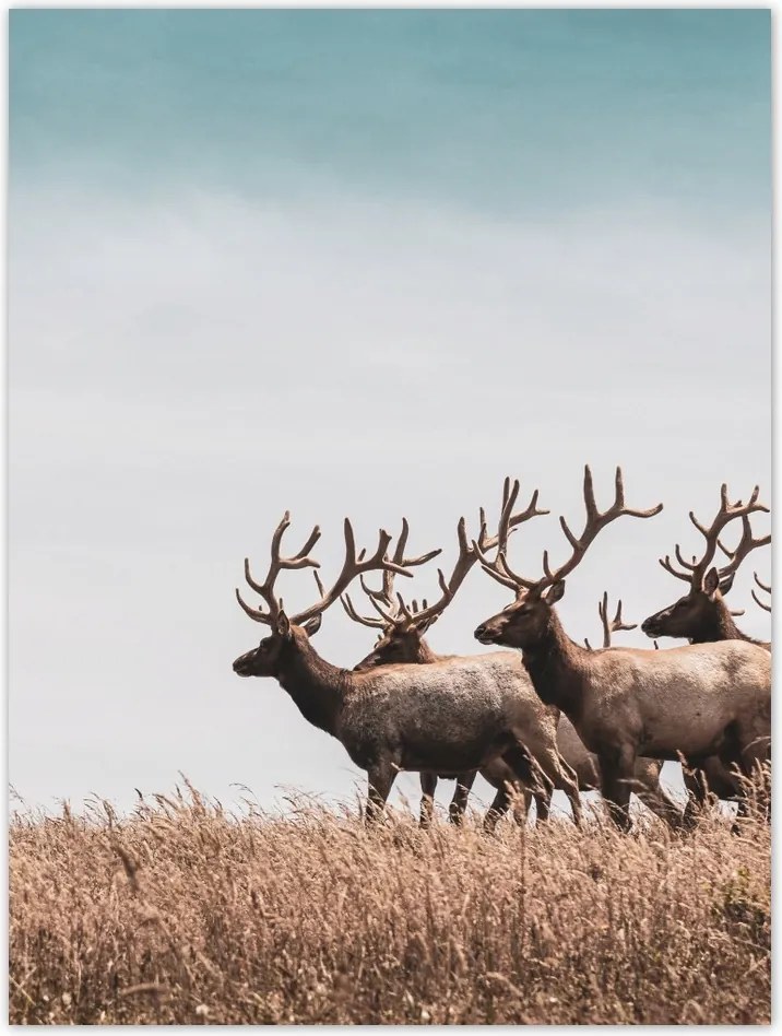 Poszterek 30x40 Szarvasok