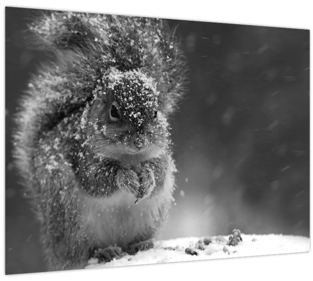 Kép - Mókus télen (70x50 cm)