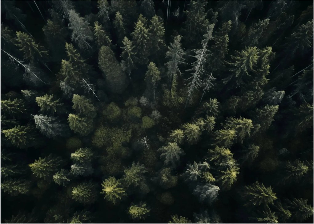 Üveg kép - Forest (70x50 cm)