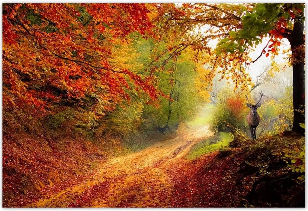 Poszterek 185x125 Szarvas az erdőben