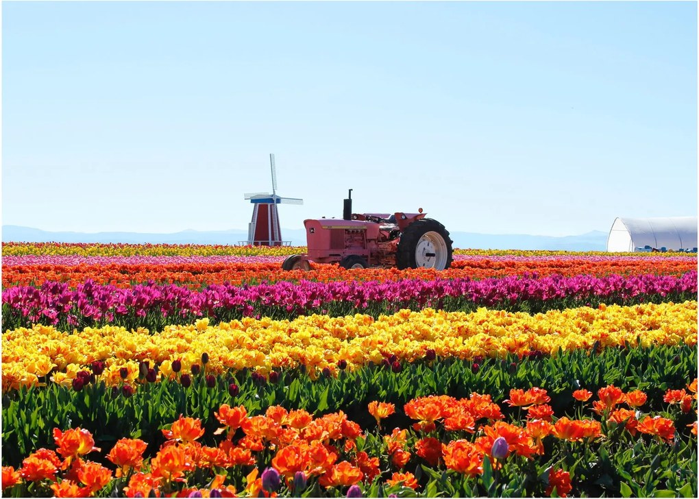 Tulipánfarm képe (üvegen) (70x50 cm)