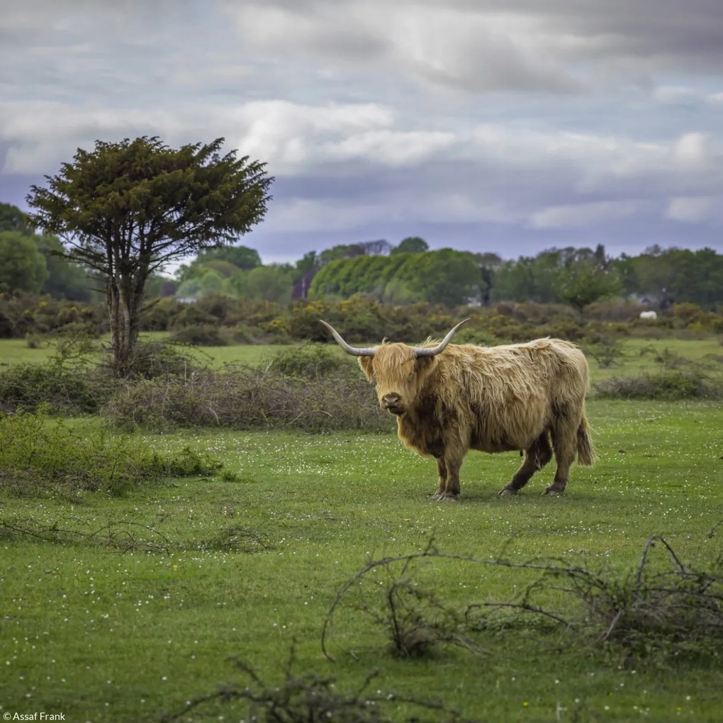 Poszter 20x20cm Tehén a faluban 3, Assaf Frank