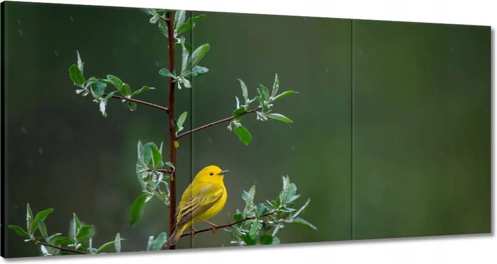 Vászonkép 180x90 Madarak