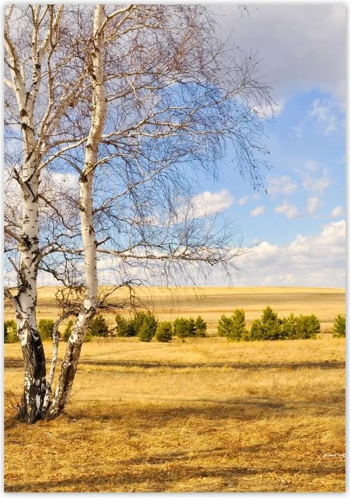 Poszterek 70x100 Nyírfa a mezőn Tájkép