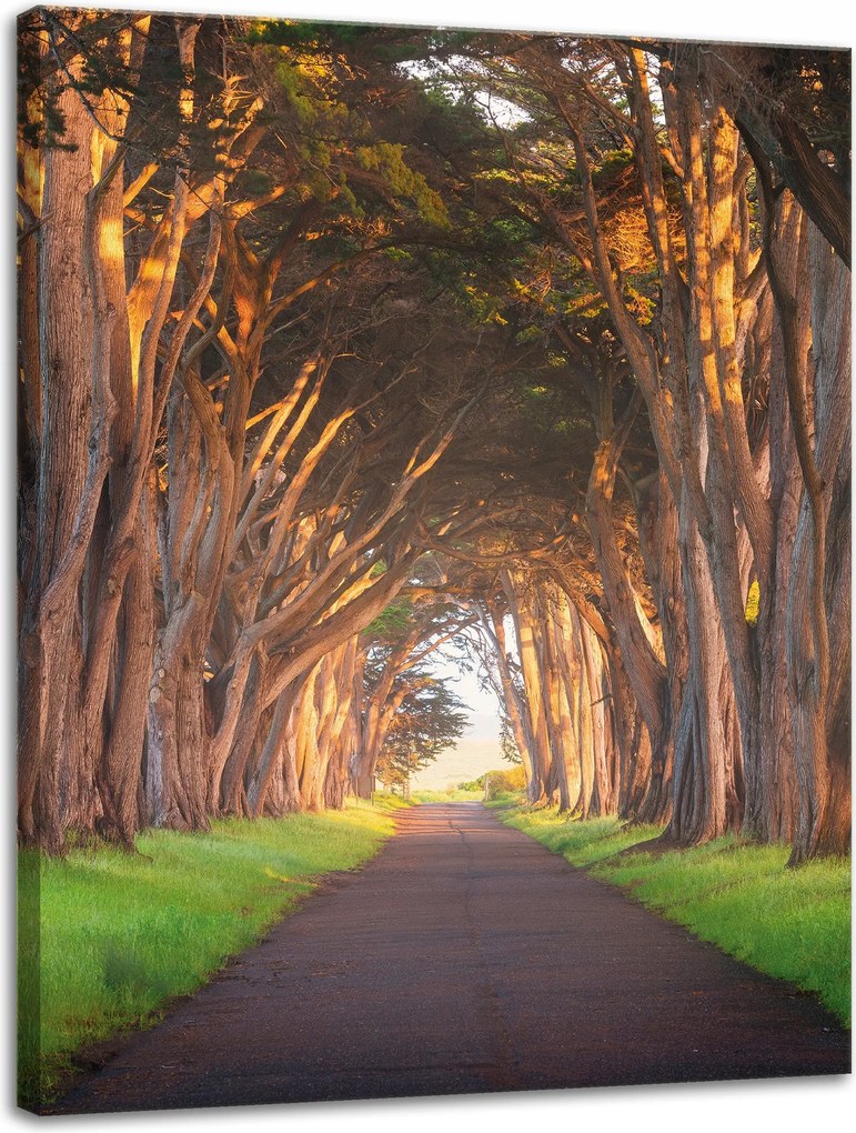 Vászonkép Út a fák között Természet 30x40 cm