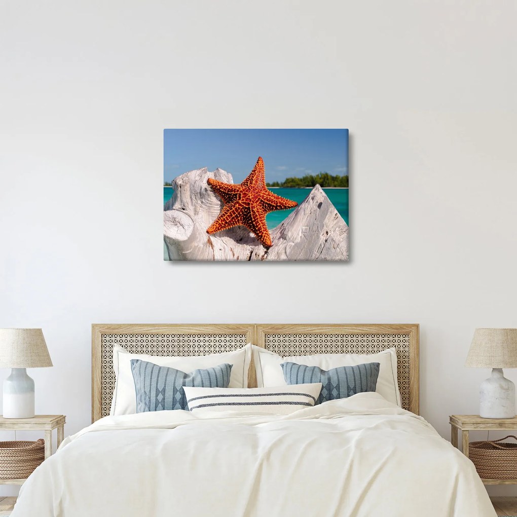 Egy tengeri csillag képe (70x50 cm)