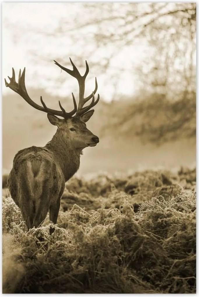 Poszterek 80x120 Szarvas erdő naplemente