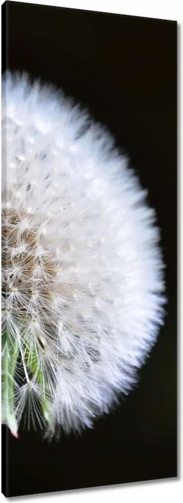 Vászonkép 40x100 Pitypang Virág Virágok