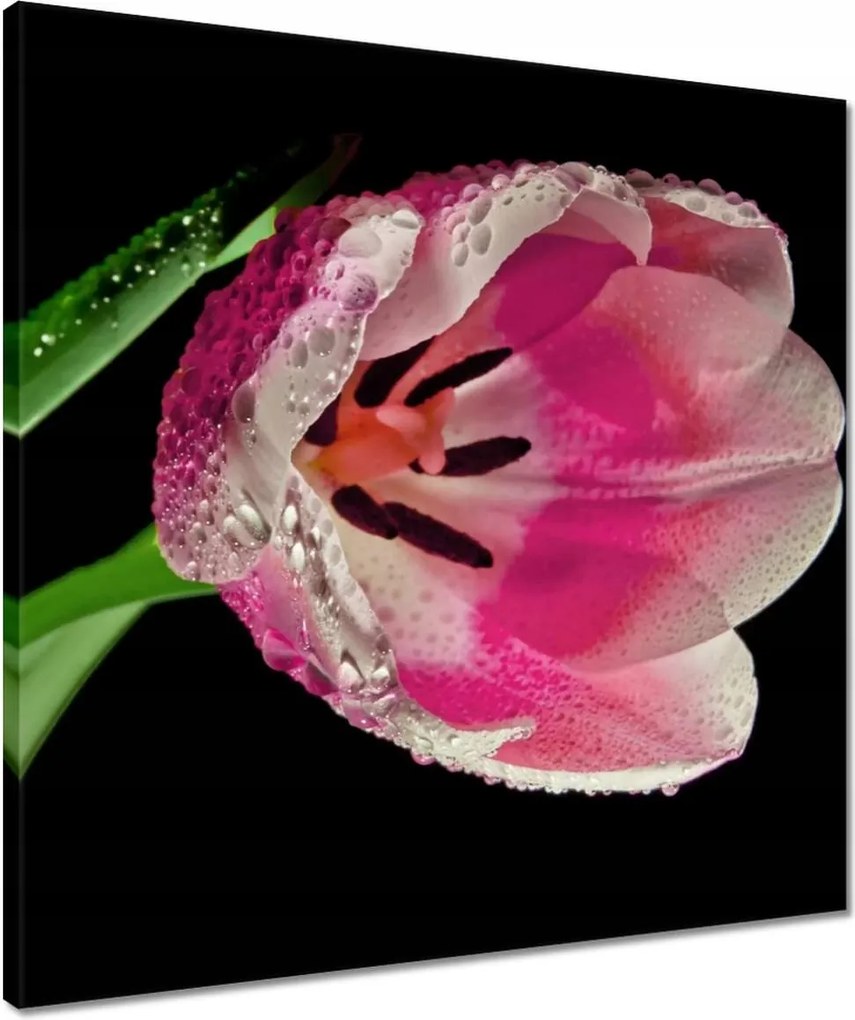 Vászonkép 50x50 Rózsaszín tulipán