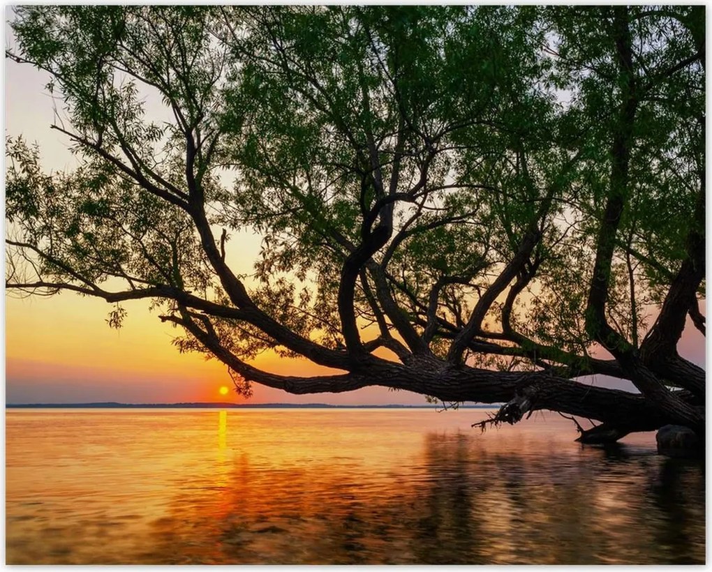 Poszterek 50x40 Fa Levelek Tó