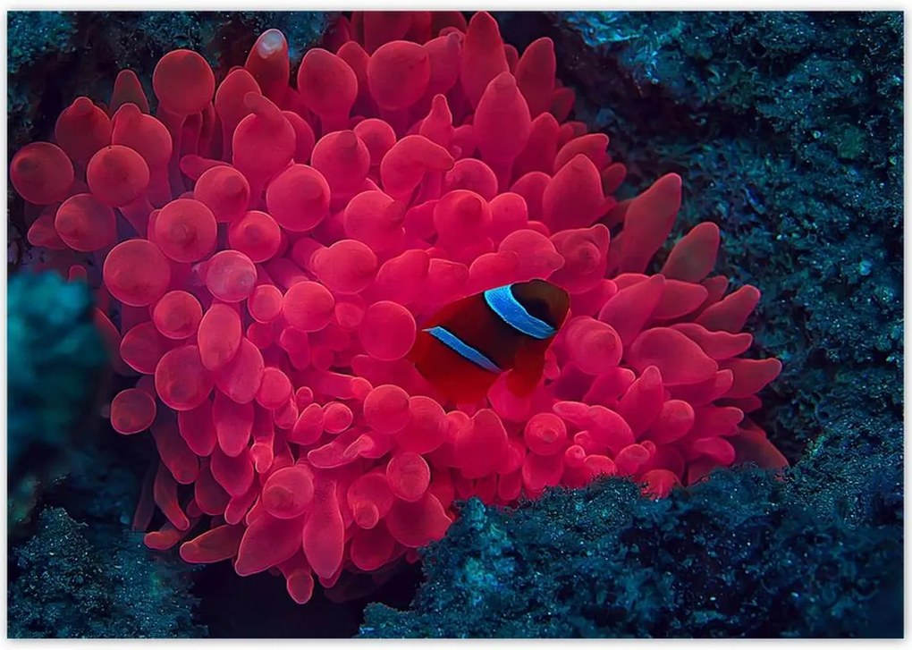 Poszterek 100x70 Vad természet a tengerben