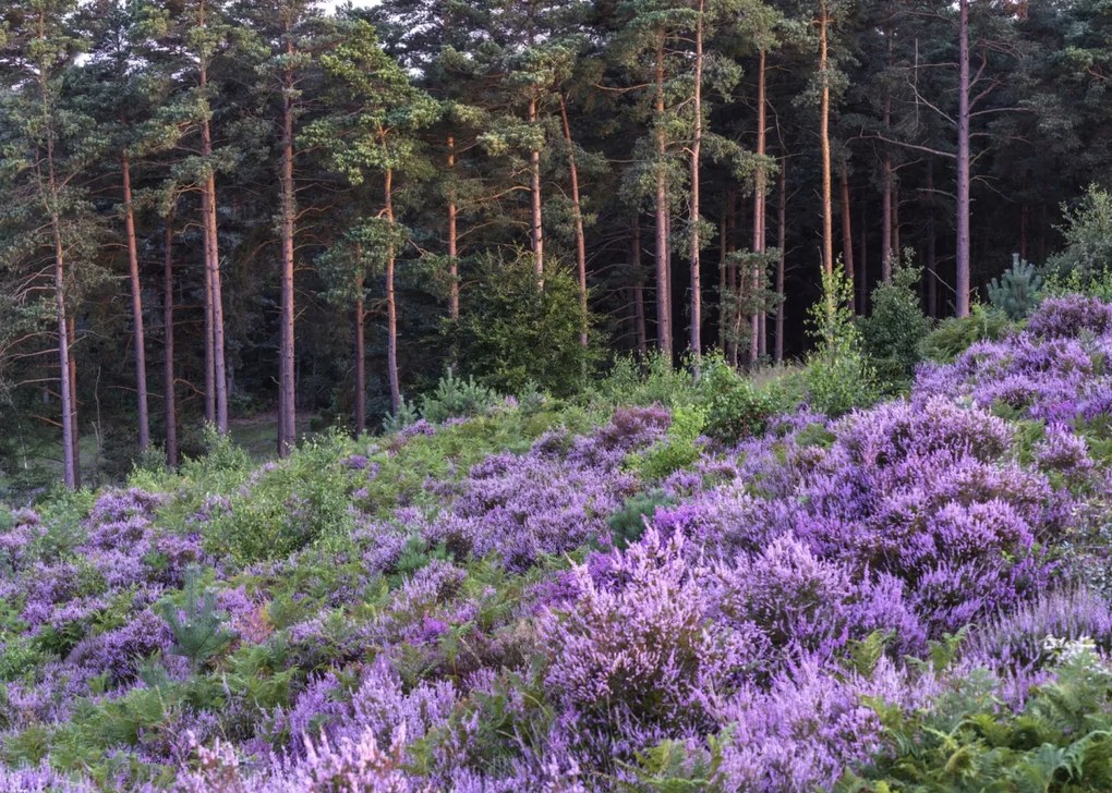 Poszter 70x50cm Hanga és fenyő, Assaf Frank