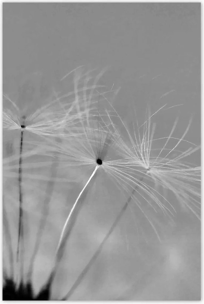 Poszterek 40x60 Pitypang Virág Virágok