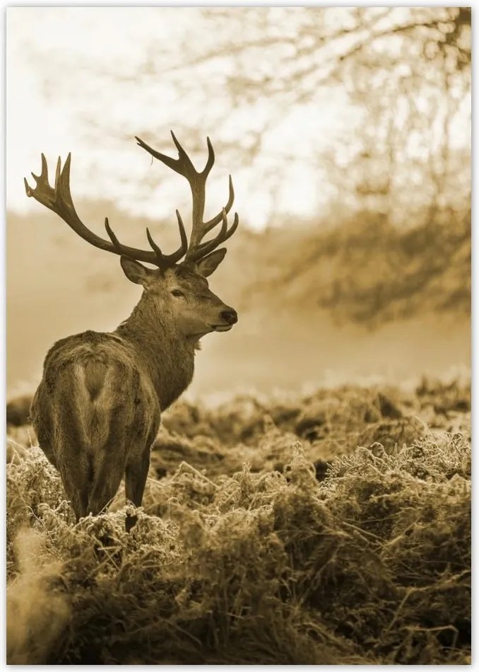 Poszterek A4 Pion Szarvas az erdőben