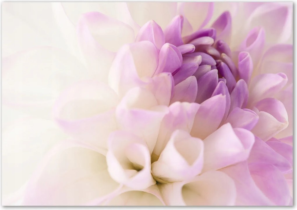 Edzett üveg panel Fehér dália Ragasztó Ingyenes