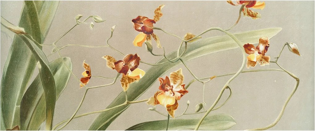 Fotótapéta Flizelin Hálószoba Nappali Orchideák Klasszikus 250x104 Ragasztó