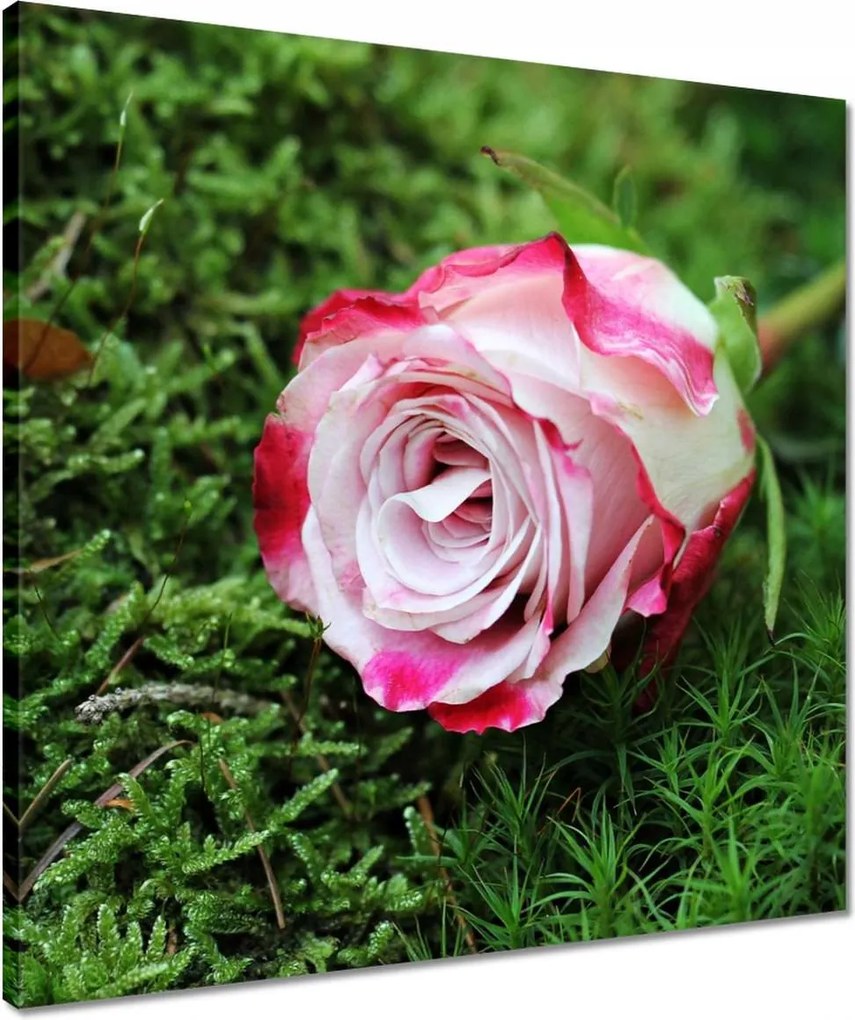 Vászonkép 50x50 Rózsa Virág Virágok Rózsa