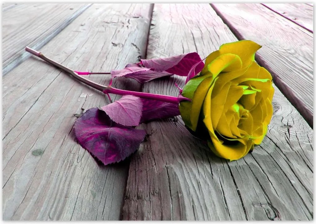 Poszterek 100x70 Freeky rose