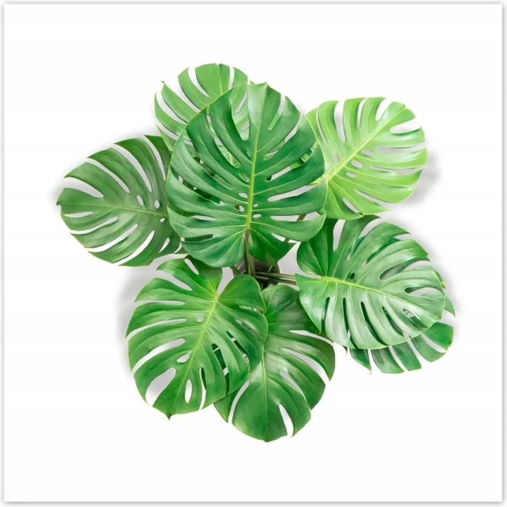 Poszterek 140x140 Lyukas szörny levelek