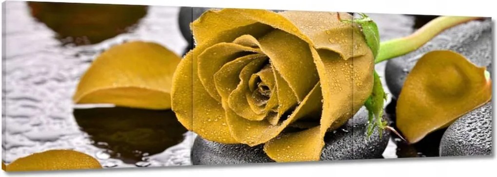 Vászonkép 120x40 Sárga rózsa köveken