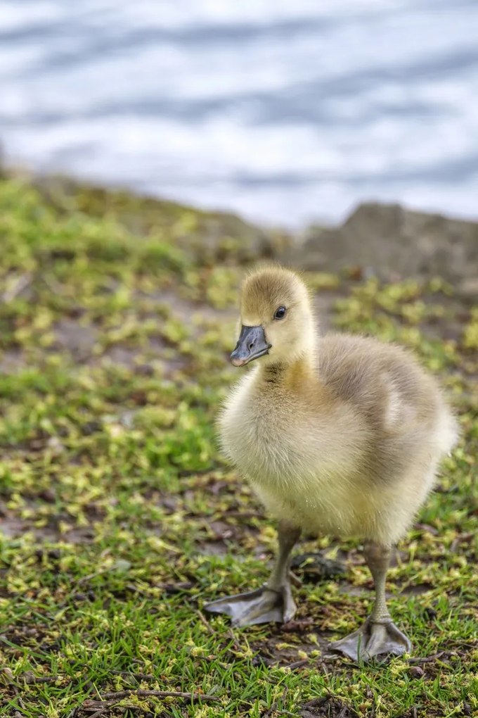 Poszter 61x91,5cm Gosling, Assaf Frank
