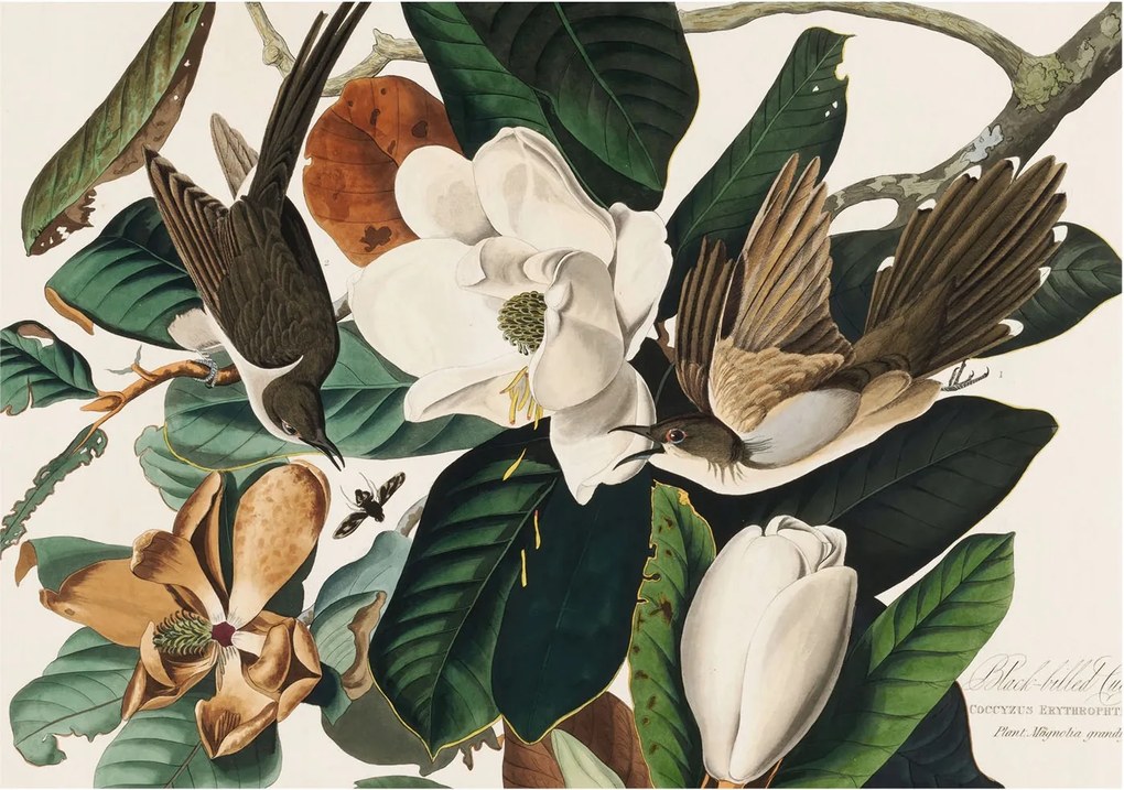 Stílusos Dekoratív Fotótapéta Flizelin Madarak Magnólia 312x219 Ragasztó