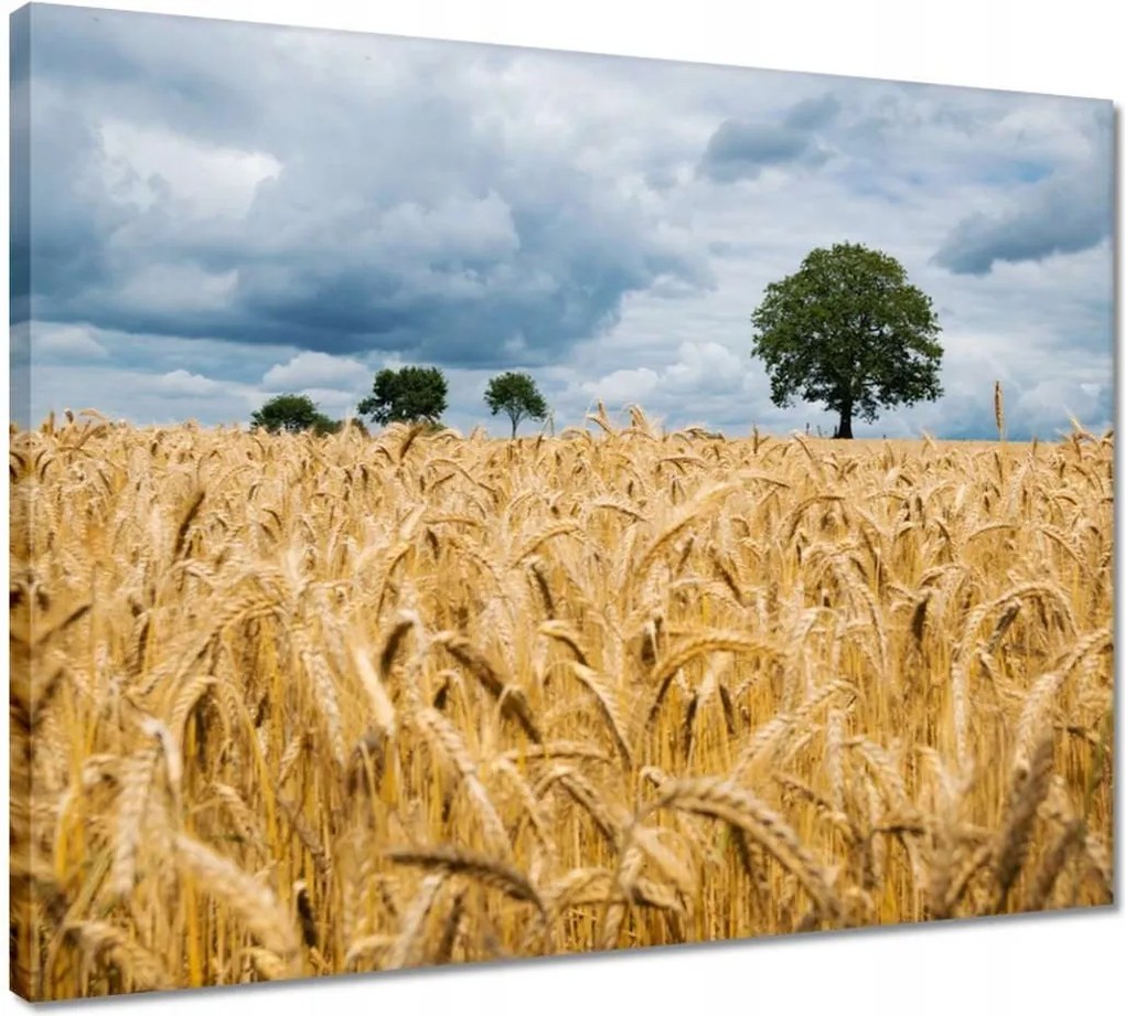 Vászonkép 50x40 Mező az aratás előtt Rozs