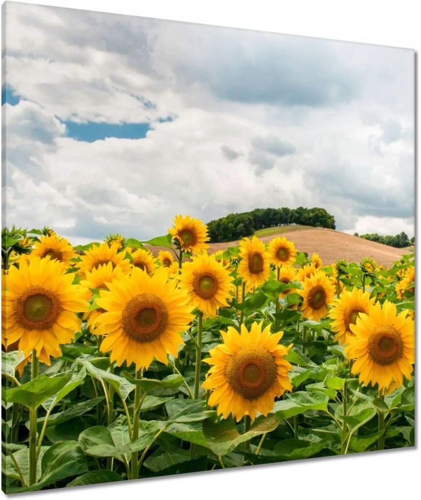 Vászonkép 90x90 Tájkép napraforgókkal