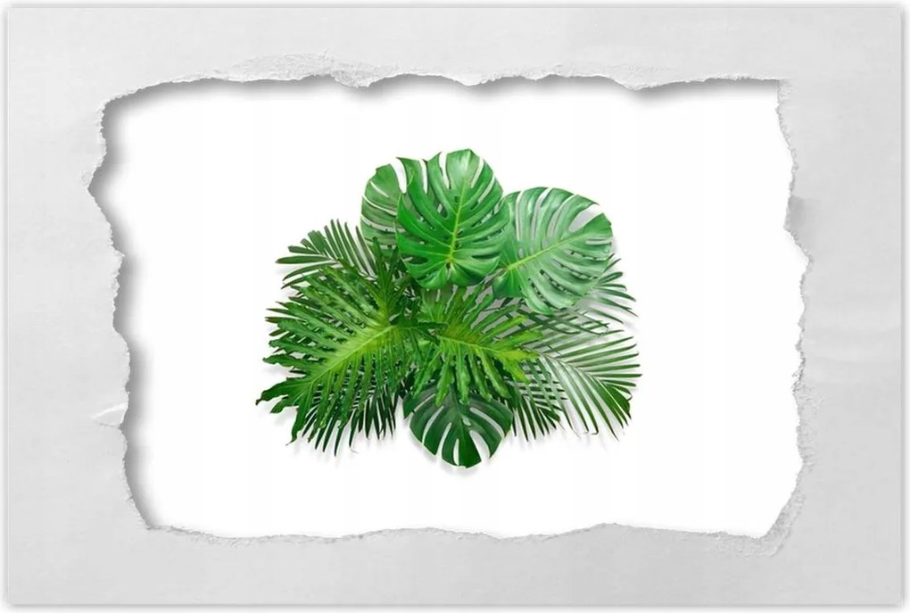 Poszterek 120x80 Monstera Lyukas levelek