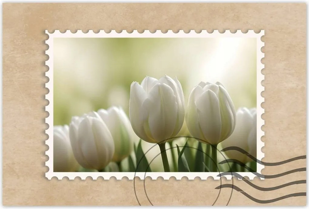 Poszterek 120x80 Fehér tulipánok