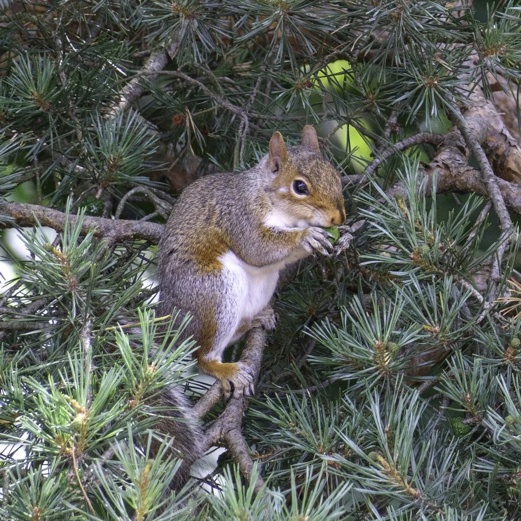 Poszter 50x50cm Mókus, Assaf Frank