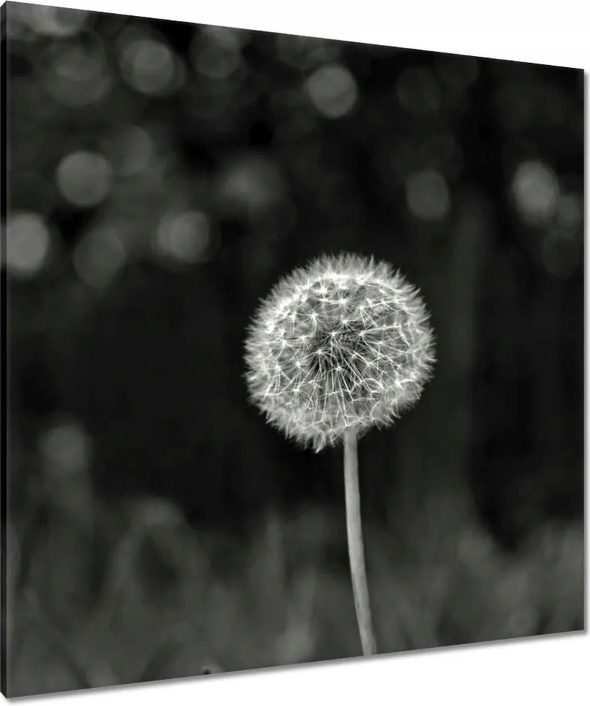 Vászonkép 90x90 Pitypang Virág Makro