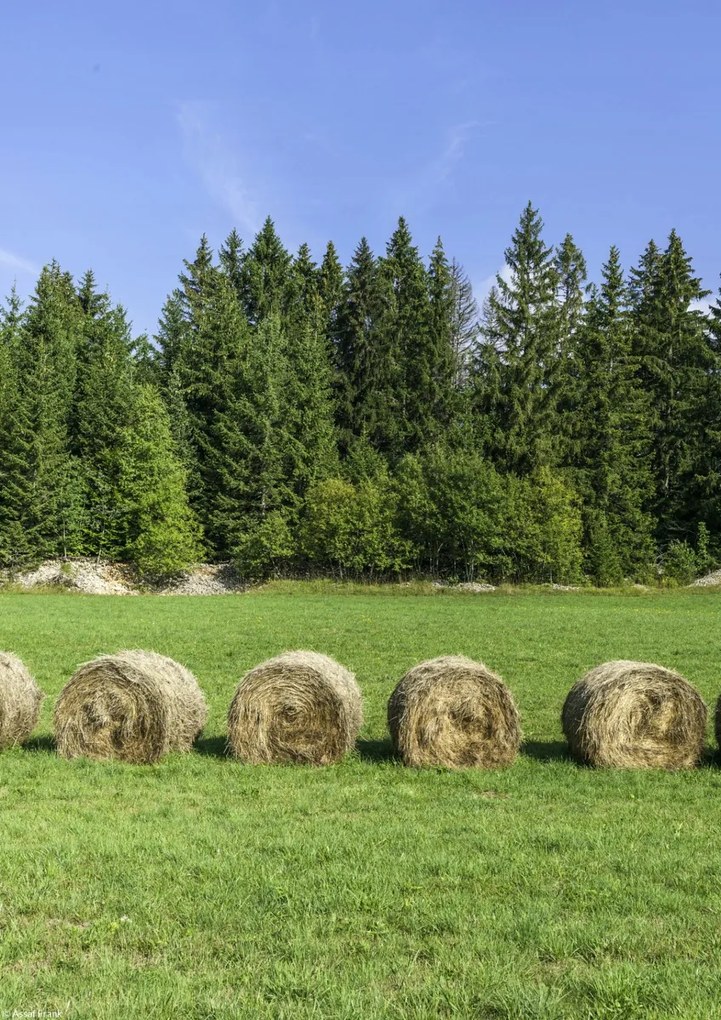 Poszter 21x29,7cm Szénakazalok a fűben, Assaf Frank