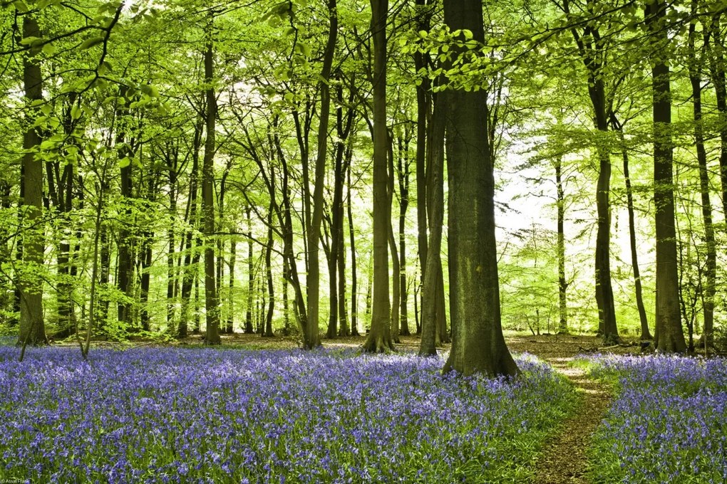 Poszter 45x30cm Tavaszi kékek az erdő alját borítják, Assaf Frank