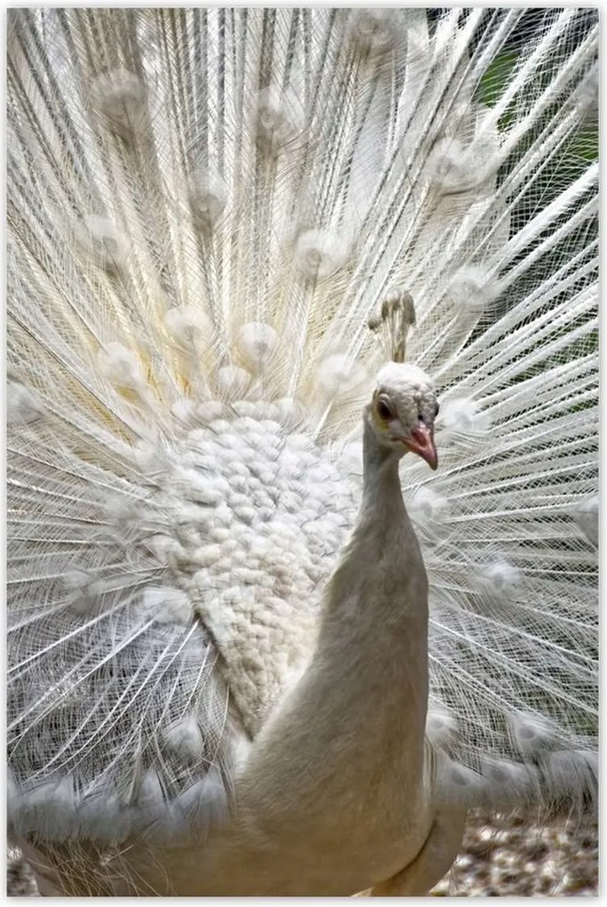 Poszterek 80x120 Madarak