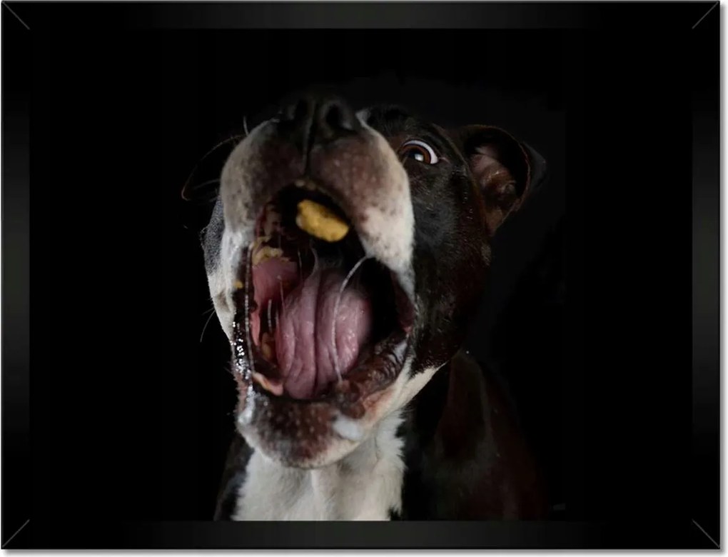 Poszterek keretben 40x30 Amstaff Evés Kutya