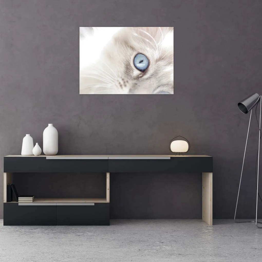 Kép - Kék szemű macska (70x50 cm)