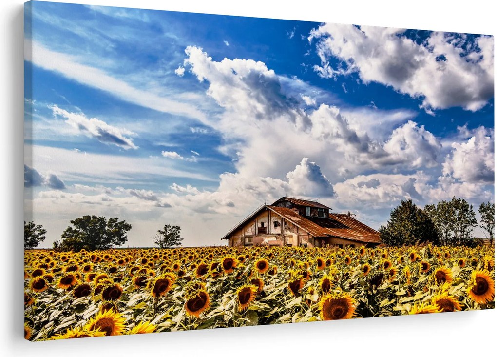 Napraforgó mező képe (90x60 cm)
