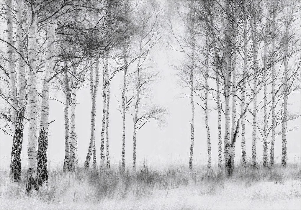 Fotótapéta fák fehér fekete nyír erdő 368 x 254 15753ve8