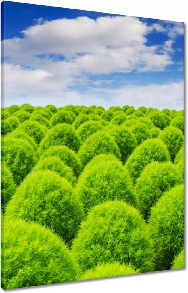 Vászonkép 60x80 Zöld tekintet Völgy