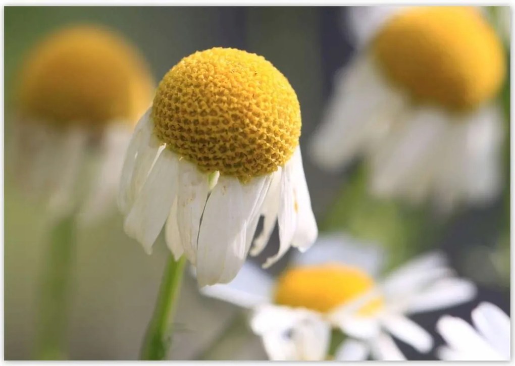 Poszterek 100x70 Kamilla